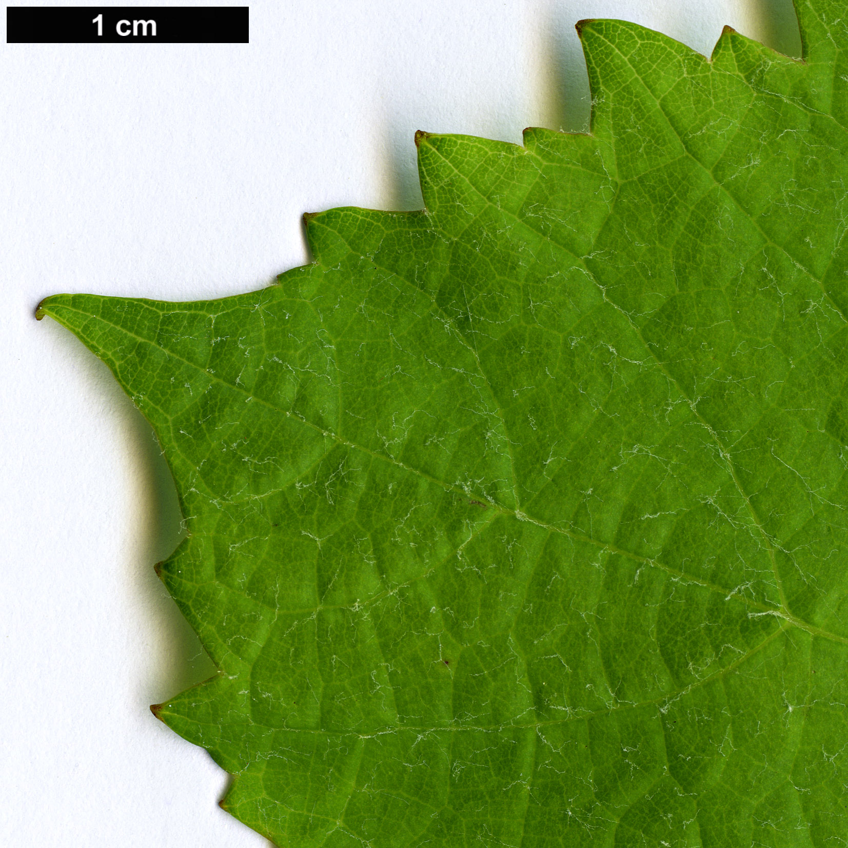 High resolution image: Family: Vitaceae - Genus: Vitis - Taxon: vinifera - SpeciesSub: subsp. vinifera 'Completer'